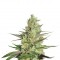 Семена сорта Special Queen 1 fem (Royal Queen Seeds)