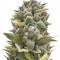 Семена сорта OG Kush Auto fem (Humboldt Seeds)
