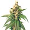 Семена сорта Skunk Kush reg (Sensi Seeds)