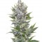 Семена сорта Northern Light Automatic fem (Royal Queen Seeds)