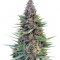 Семена сорта Grand Heft Auto fem (Dr. Krippling Seeds)