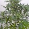 Семена сорта Dinamex Autoflowering fem