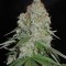 Семена сорта White Widow Original fem (Sumo Seeds)
