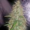 Семена сорта White Widow Automatic fem (Dinafem Seeds)