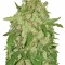 Семена сорта Auto Wembley fem (Pyramid Seeds)