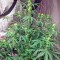 Семена сорта Original Amnesia Autoflowering fem (Dinafem Seeds)