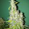 Семена сорта Chingis Khan fem (VIP seeds)