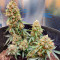 Семена сорта Northern Lights Auto fem (Herbies Seeds)