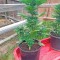 Семена сорта Original Amnesia Autoflowering fem (Dinafem Seeds)