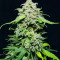 Семена сорта Chem Bomb Auto fem (Humboldt Seed Organization)