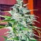 Семена сорта Himalaya Gold fem (Green House Seeds)