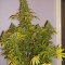 Семена сорта Shining Silver Haze fem (Royal Queen Seeds)