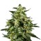 Семена сорта Himalaya Gold fem (Green House Seeds)