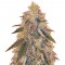 Семена сорта Jack Herer fem (Vision Seeds)