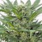 Семена сорта Dinamex Autoflowering fem