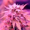Семена сорта Auto Northern Lights fem (00 Seeds)