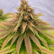 Семена сорта Chemical Bride fem (Green House Seeds)