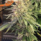 Семена сорта Northern Lights fem (Pyramid Seeds)