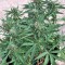 Сорт конопли Blue Critical Autoflowering