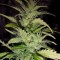Семена сорта Speedy Chile (Fast Flowering) fem