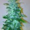 Семена сорта Wipeout Express Auto fem (Heavyweight Seeds)