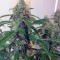 Семена сорта Auto Jack fem (Paradise Seeds)