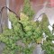 Семена марихуаны Auto Durban Poison