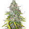 Семена сорта Dolly Kush fem (Dr. Krippling Seeds)