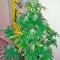 Семена сорта Bubba Kush Autoflowering fem (Dinafem Seeds)
