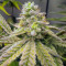 Семена сорта Gorilla fem (00 Seeds)