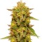 Семена сорта Royal Domina fem (Royal Queen Seeds)