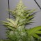 Семена сорта Blue Cheese fem (Royal Queen Seeds)