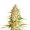 Семена сорта Critical VIP fem (VIP seeds)