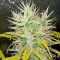 Семена сорта Kali Mist reg (Serious Seeds)