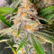 Семена сорта Florida Sunrise Auto fem (7CH American)