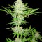 Семена сорта Cali Gangsta Kush fem (Sumo Seeds)