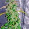 Семена сорта Massive Midget Auto fem (Heavyweight Seeds)