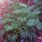 Семена сорта Kaia Kush fem (Green House Seed)
