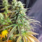 Семена сорта Sugar Black Rose Early Version fem (Delicious Seeds)