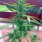 Семена сорта Critical + Autoflowering fem (Dinafem Seeds)