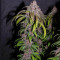 Семена сорта Red Purps fem (Female Seeds)