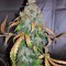 Семена сорта Auto White Widow fem (Pyramid Seeds)