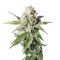 Семена сорта White Widow fem (Green House Seeds)