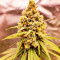 Семена конопли сорта Amnesia Haze