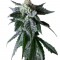 Семена сорта Sweet Mango Auto fem (Green House Seeds)