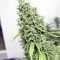 Семена конопли Auto Durban Poison 