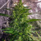 Семена сорта Thunder Bloody Mary Auto fem (Samsara Seeds)