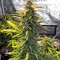 Семена сорта Bruce Banner Auto fem (Cali Buds Seeds)