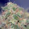 Семена сорта Critical Cheese Autoflowering fem (Dinafem Seeds)
