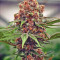 Семена сорта Black Cherry Punch fem (Pyramid Seeds)